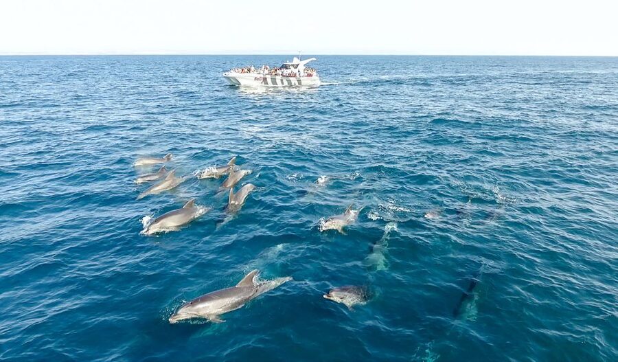 From Albufeira: Dolphins and Caves 2.5-Hour Boat Trip - Value check: is $34 a good deal for this Algarve outing?