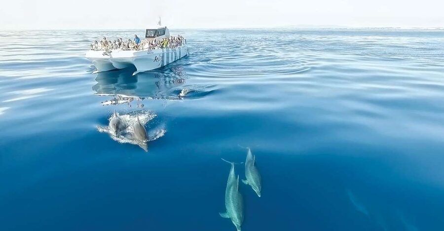 From Albufeira: Dolphins and Caves 2.5-Hour Boat Trip - Offshore thrills from Albufeira Marina: what this 2.5-hour cruise delivers
