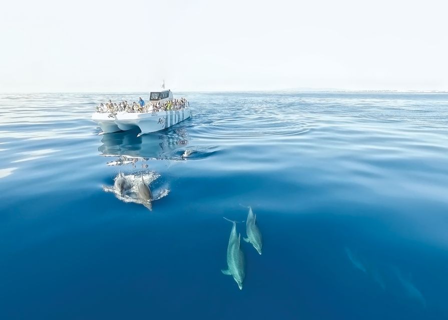 From Albufeira: Dolphins and Caves 2.5-Hour Boat Trip - Dolphins in the wild: how the search works and what you should watch for