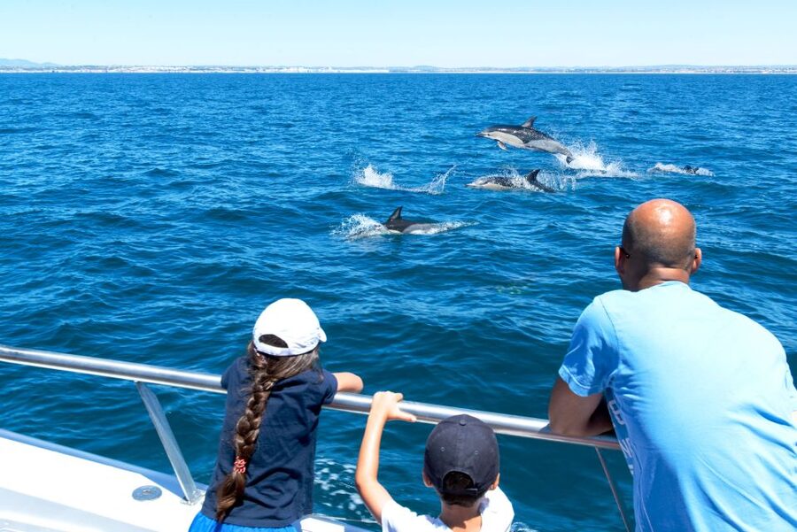 From Albufeira: Dolphins and Caves 2.5-Hour Boat Trip - Cave time on Portugal’s southern coast: what you’ll see from sea level