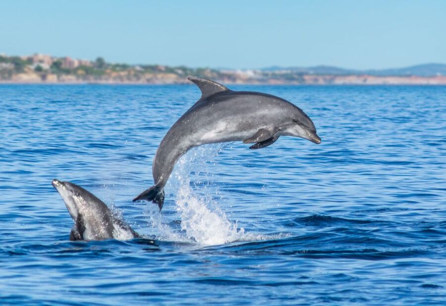 From Albufeira: Dolphins and Caves 2.5-Hour Boat Trip - The real star: live guides and the jokes that keep you engaged