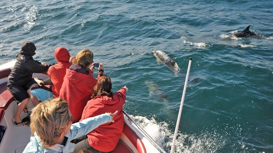 From Albufeira: Dolphins and Caves 2.5-Hour Boat Trip - The Belize Terceiro catamaran: speed, comfort, and the splash factor