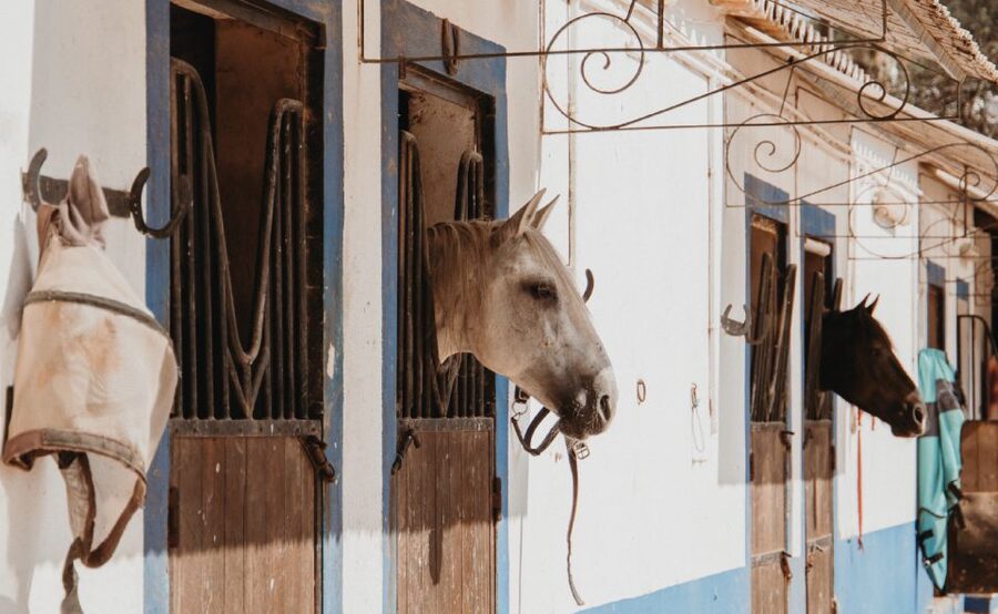 From Albufeira: Half-Day Hidden Gems & Horse Riding Tour - Pickup and the car portion: how the morning usually flows