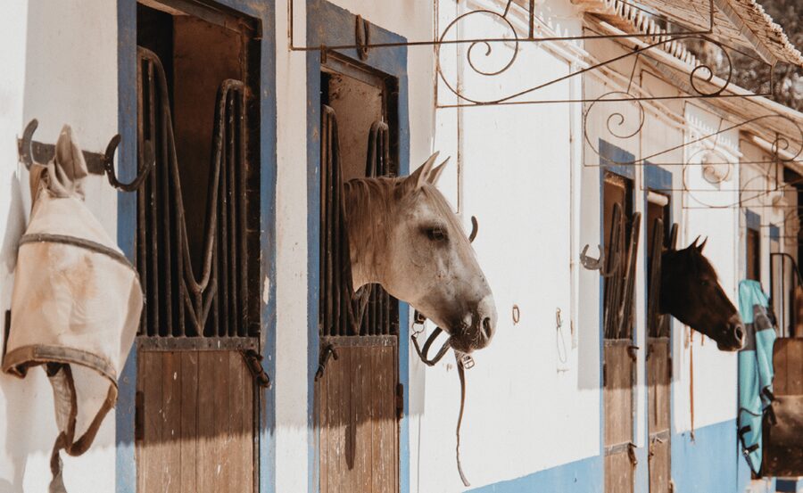 From Albufeira: Horse Riding Tour with Pickup - Getting Mounted: Beginner Coaching That Actually Helps
