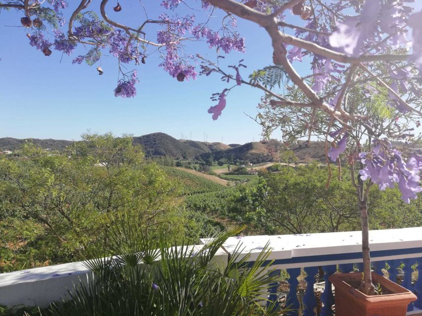 From Albufeira: Wine Tasting & Historic Silves Tour - Getting there and back: the van ride that keeps the day easy
