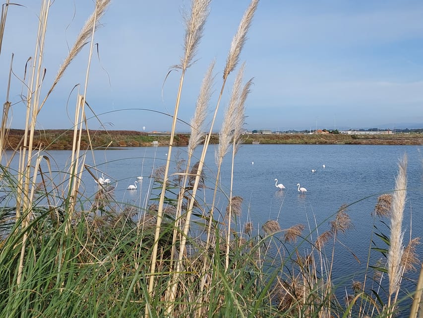 From Aveiro/Ilhavo: Barra, Costa Nova, and Vista Alegre Tour - Price and value, plus who this tour suits best