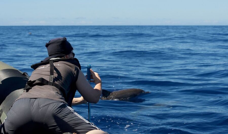 From Calheta: Madeira Whale and Dolphin Watching Boat Tour - Key Takeaways Before You Go