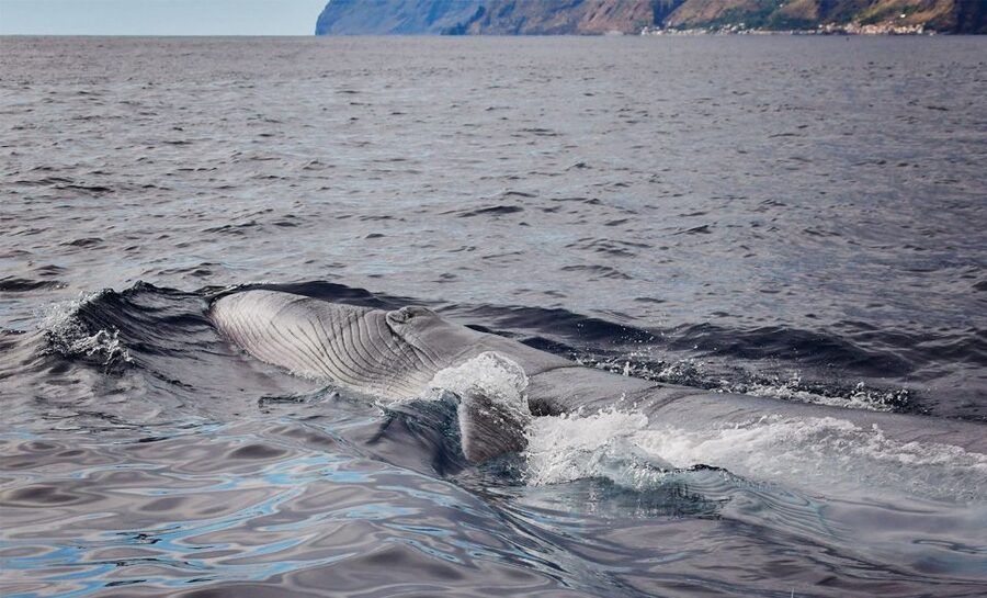 From Calheta: Madeira Whale and Dolphin Watching Boat Tour - Calheta Whale and Dolphin Watching by Speedboat: The Real Point