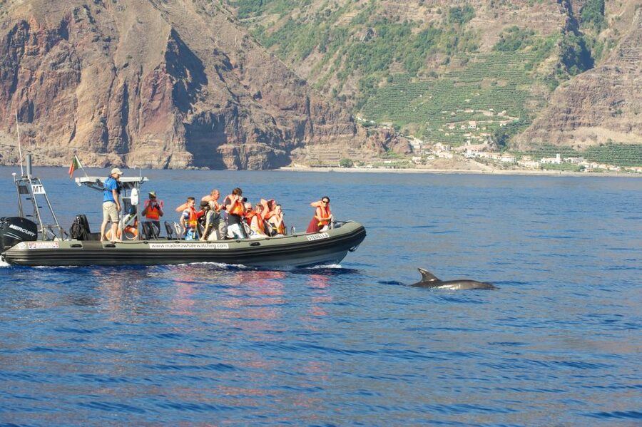 From Calheta: Madeira Whale and Dolphin Watching Boat Tour - Board a Modern RIB: Quiet Engines and Comfort That Matter
