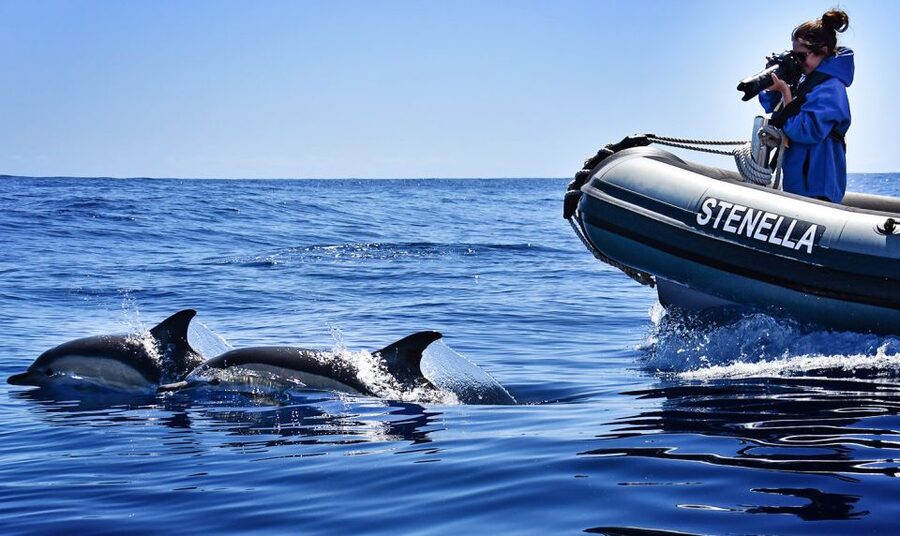 From Calheta: Madeira Whale and Dolphin Watching Boat Tour - Madeira From the Water: The Coastline Part You Shouldn’t Skip