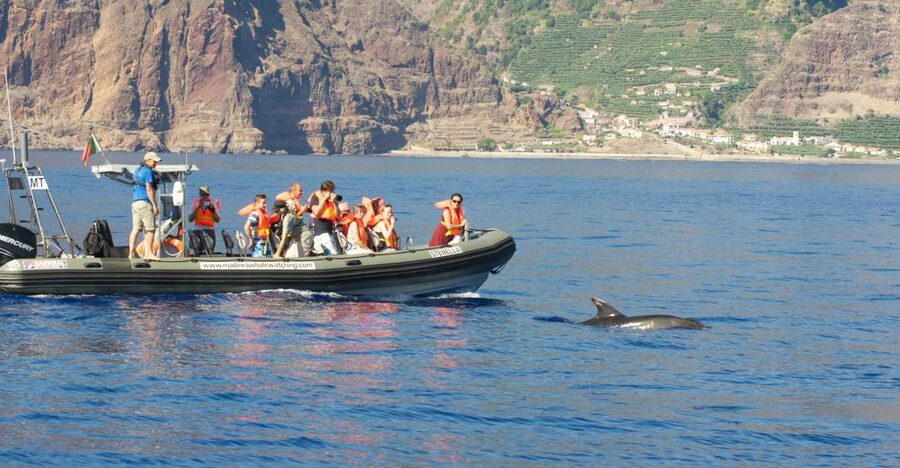 From Calheta: Madeira Whale and Dolphin Watching Boat Tour - Where You Meet the Crew in Calheta (and How Not to Overthink It)