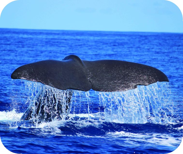 From Calheta: Whale and Dolphin Watching RIB Boat Tour - Key things that make this tour work