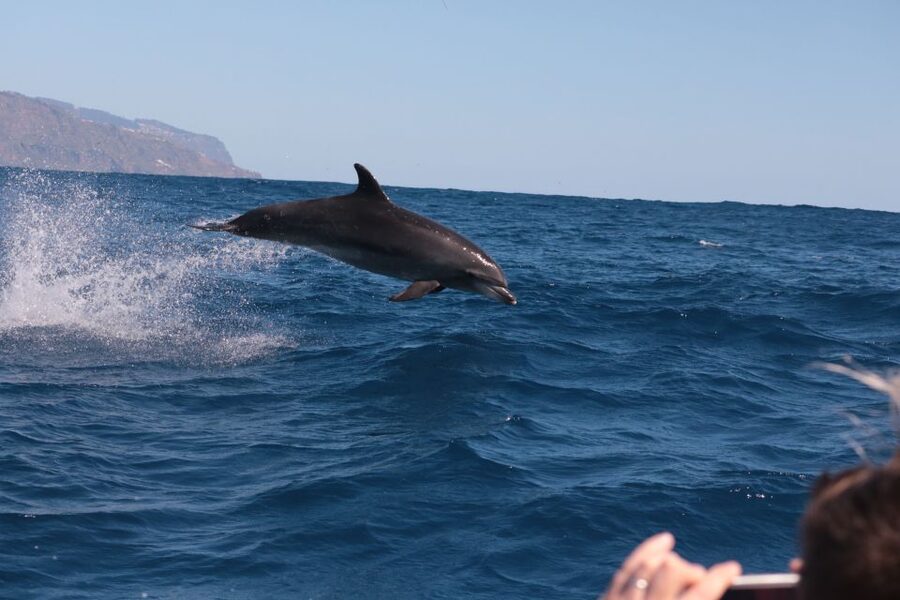From Calheta: Whale and Dolphin Watching RIB Boat Tour - When to book: plan around sea mood more than your calendar