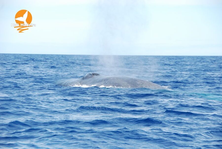 From Calheta: Whale and Dolphin Watching RIB Boat Tour - Calheta to the Atlantic: why this area is so good for whales and dolphins