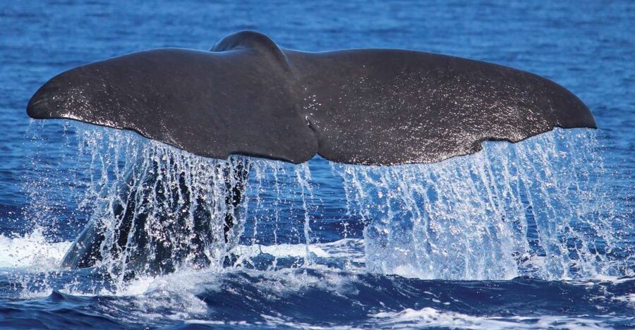 From Calheta: Whale and Dolphin Watching RIB Boat Tour - H2oMadeira marina logistics: how to show up ready (and avoid stress)