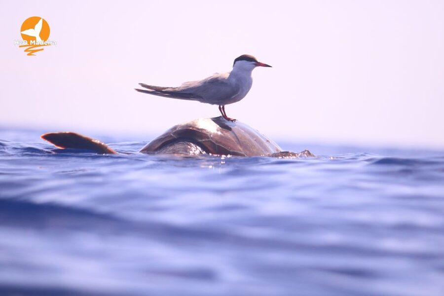 From Calheta: Whale and Dolphin Watching RIB Boat Tour - Wildlife odds: what you might see off Madeira in real life