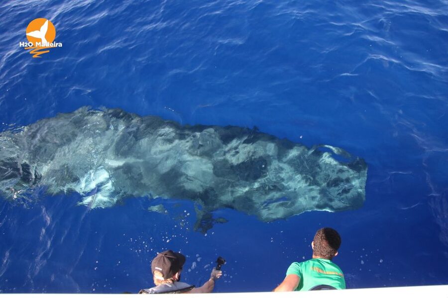 From Calheta: Whale and Dolphin Watching RIB Boat Tour - The crew’s job: getting close, staying respectful, and reading the water