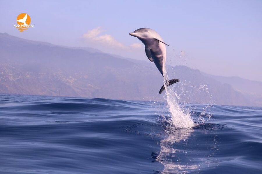 From Calheta: Whale and Dolphin Watching RIB Boat Tour - Price and value: is $70 for 2 hours a good deal?