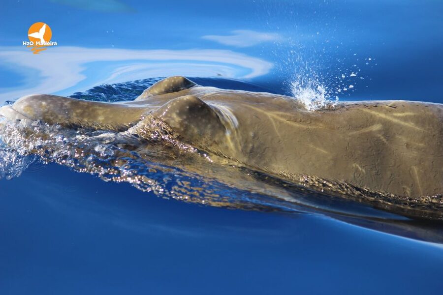 From Calheta: Whale and Dolphin Watching RIB Boat Tour - Who this tour is best for, and who should rethink it
