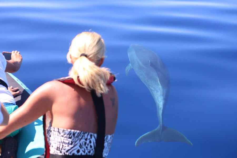 From Calheta: Whale and Dolphin Watching RIB Boat Tour - Your 2-hour on-water plan: what you do and how spotting actually happens