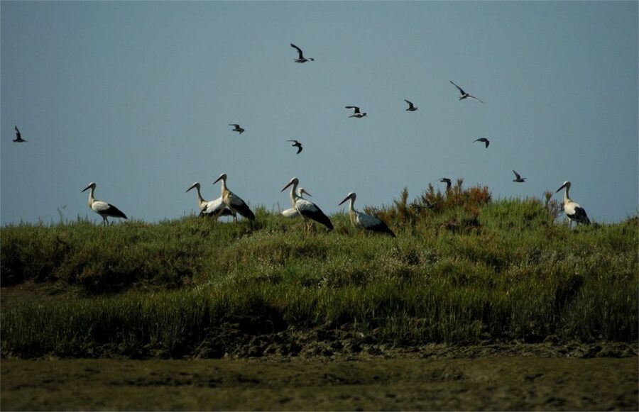From Faro: 2-Hour Guided Bird Watching Boat Trip - Birdwatching the Ria Formosa wetlands from Faro (and why the boat helps)