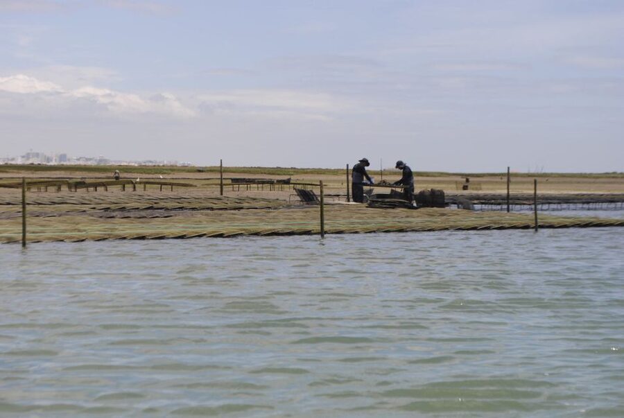 From Faro: 2-Hour Guided Bird Watching Boat Trip - Getting set up at Formosamar, what the 2 hours actually include