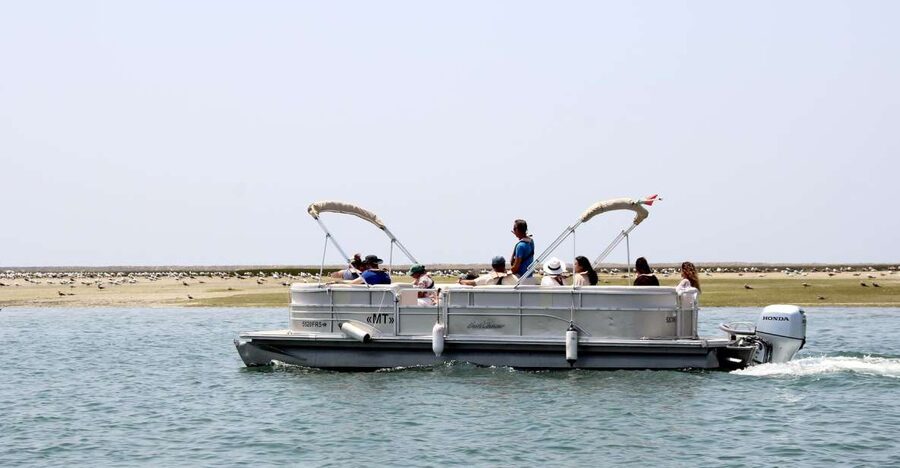From Faro: 2-Hour Guided Bird Watching Boat Trip - Oyster and clam farms: where feeding birds meet human work