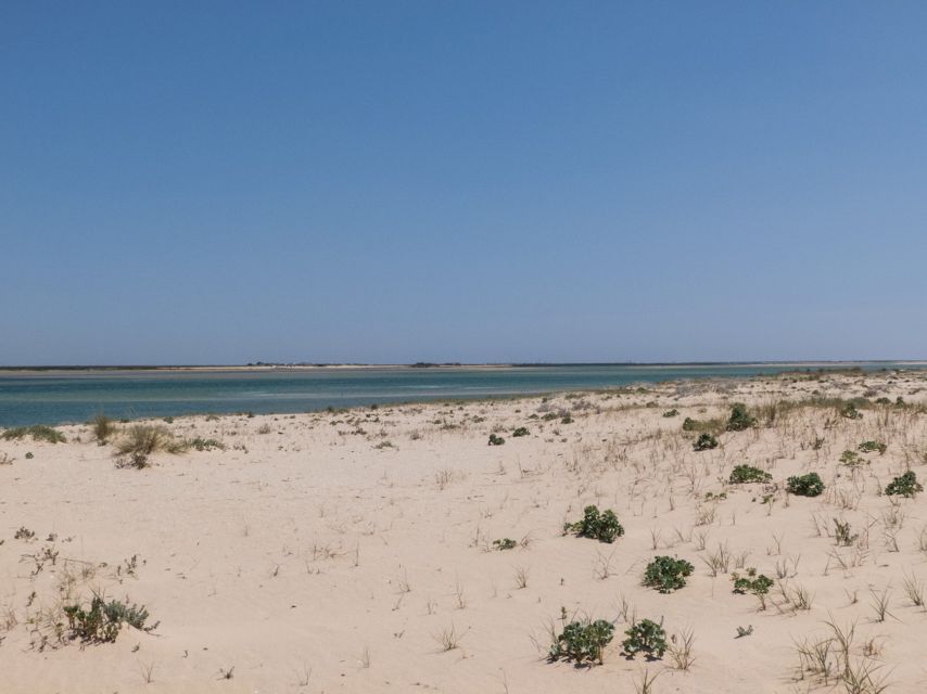 From Faro: 2-Hour Guided Bird Watching Boat Trip - Back toward Faro: watching the channels and collecting a day of sightings