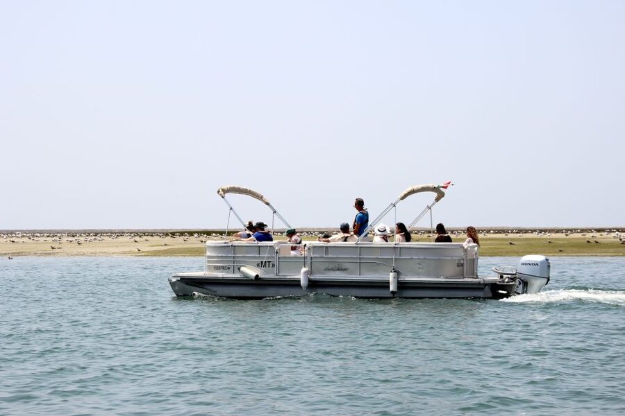 From Faro: 2-Hour Guided Bird Watching Boat Trip - What to wear and bring so you can focus on birds