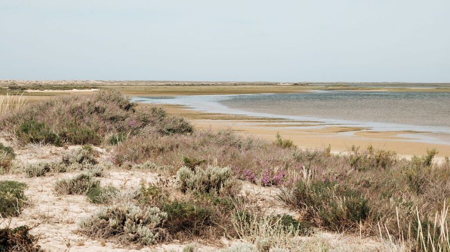 From Faro: Catamaran Boat Trip to Deserta Island with Stop - Ilha Deserta Free Time, Boardwalk Stroll, and Beach Rules