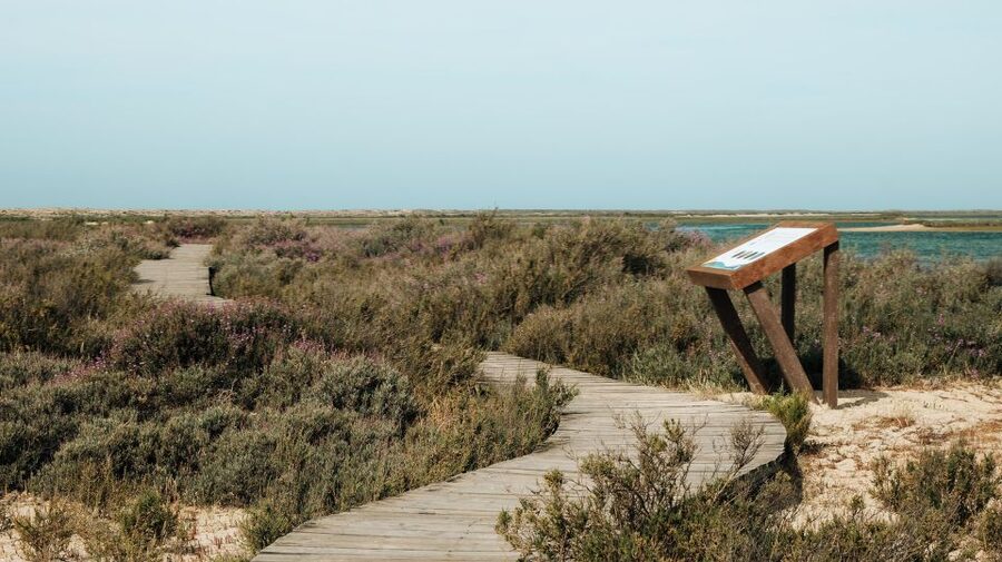 From Faro: Catamaran Boat Trip to Deserta Island with Stop - Should You Book This Faro to Ilha Deserta Catamaran Trip?