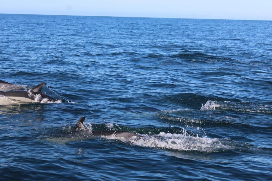 From Faro: Dolphin Watching & 2 Islands Tour - Why this Faro boat tour feels more “Algarve” than a plain sightseeing day