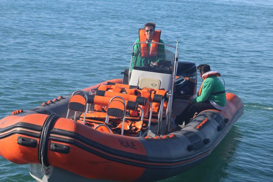 From Faro: Dolphin Watching & 2 Islands Tour - The dolphin hunt out toward the Atlantic: what to expect in real life