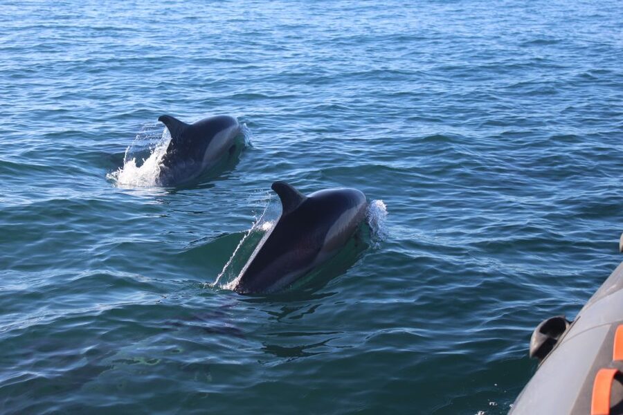 From Faro: Dolphin Watching & 2 Islands Tour - Ilha do Farol: lighthouse village time, with a small-community feel