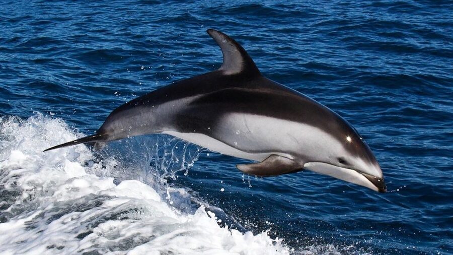 From Faro: Dolphin Watching & 2 Islands Tour - Ilha Deserta beach time: swimming, walking, and crystal-water expectations