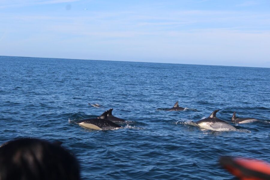 From Faro: Dolphin Watching & 2 Islands Tour - Snorkeling masks and what “included gear” really means