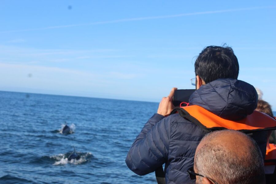 From Faro: Dolphin Watching & 2 Islands Tour - Price and value: is $70 a fair deal for a 4-hour wildlife trip?