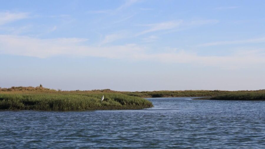 From Faro: Ria Formosa Sunset Boat Trip - Guides drive the whole experience, from Andre to Diogo