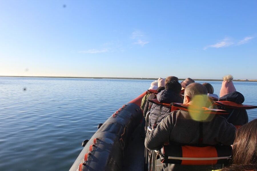 From Faro: Wildlife and Dolphin-Watching Speedboat Tour - Key reasons this speedboat tour is worth your time