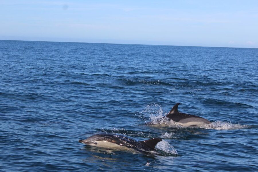 From Faro: Wildlife and Dolphin-Watching Speedboat Tour - Dolphin-watching in Faro waters: the real appeal
