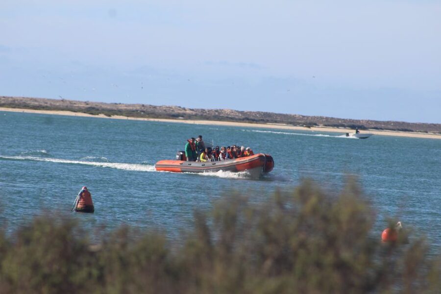 From Faro: Wildlife and Dolphin-Watching Speedboat Tour - The speedboat ride and the first wildlife window