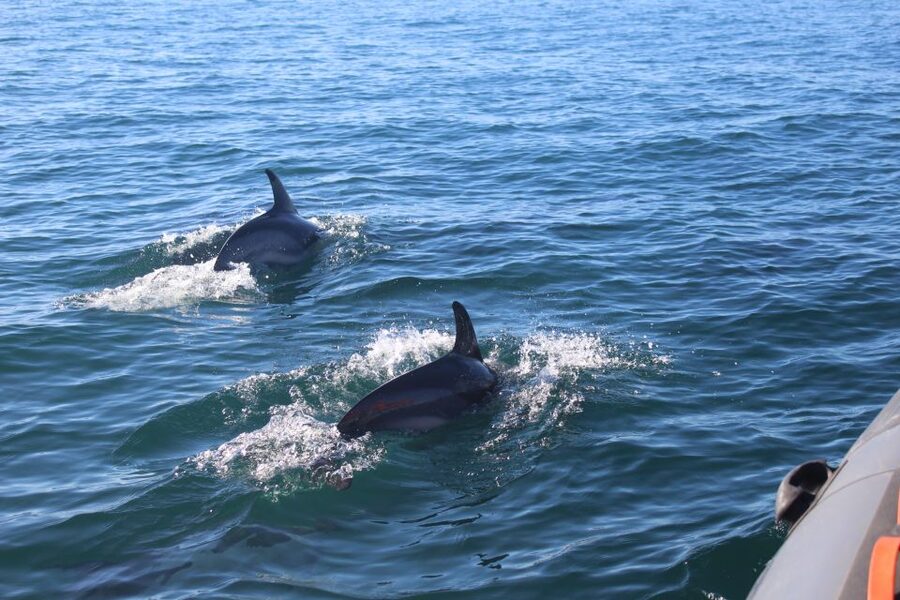 From Faro: Wildlife and Dolphin-Watching Speedboat Tour - Ria Formosa Natural Park: winding waterways, birds, and calm scanning