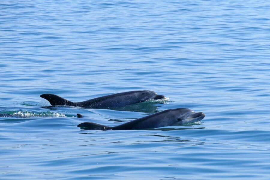 From Faro: Wildlife and Dolphin-Watching Speedboat Tour - Cape St. Mary and the Atlantic edge: where the dolphins are most likely