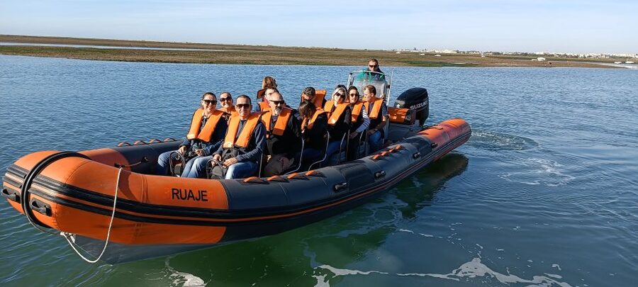 From Faro: Wildlife and Dolphin-Watching Speedboat Tour - Beyond dolphins: birds, turtles, and small harmless sharks