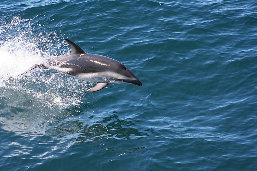 From Faro: Wildlife and Dolphin-Watching Speedboat Tour - The onboard marine biologist, skipper, and how to get more out of the trip
