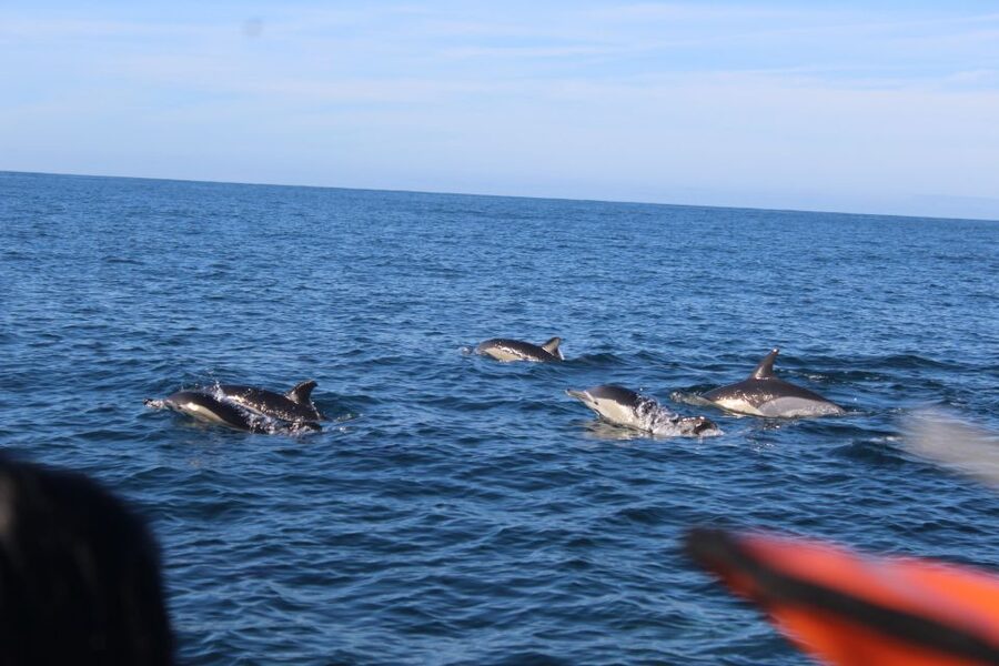From Faro: Wildlife and Dolphin-Watching Speedboat Tour - Panoramic views and the return trip through changing tides