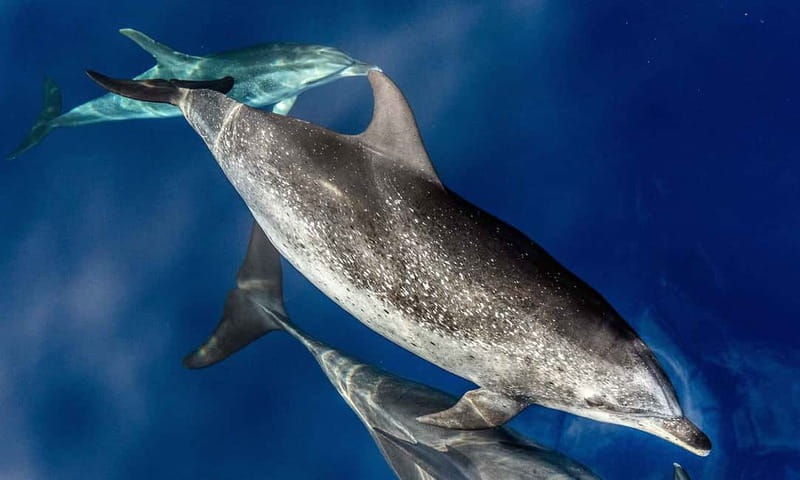 From Funchal: Ecological Catamaran Dolphin Whale Watching - Eco catamaran reality check: what makes this Madeira dolphin and whale tour different