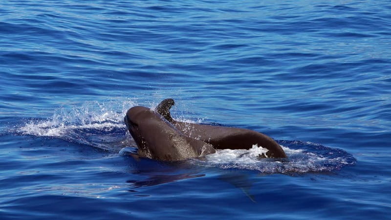 From Funchal: Ecological Catamaran Dolphin Whale Watching - What you’ll do at sea for 3 hours: the search, the close-in watching, then the move on