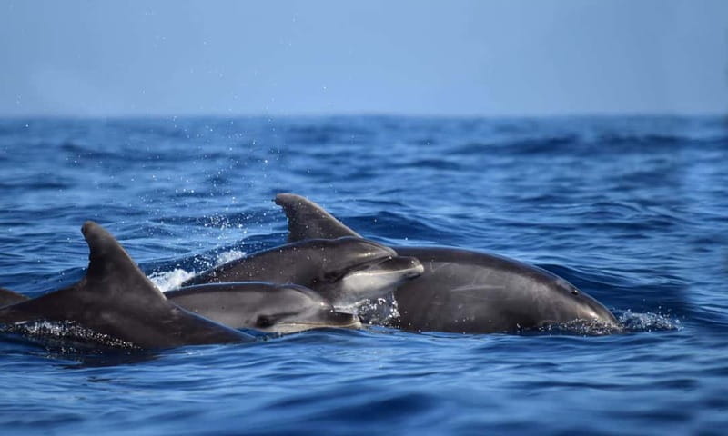 From Funchal: Ecological Catamaran Dolphin Whale Watching - Species you might see, and what to expect when you do
