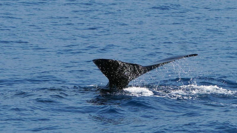 From Funchal: Ecological Catamaran Dolphin Whale Watching - Responsible dolphin and whale watching: the rules you feel in how the captain drives